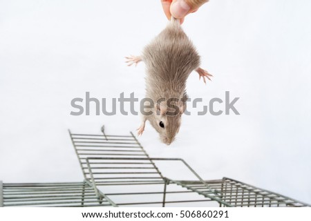 person takes in a hand with gerbil mouse cells