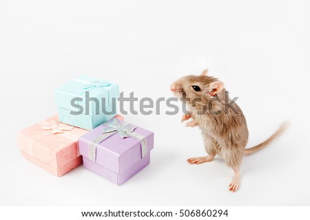 gray mouse and gerbil box gifts for the holiday (Meriones unguiculatus)