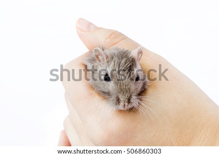 little gray mouse in a man's hand (Meriones unguiculatus)