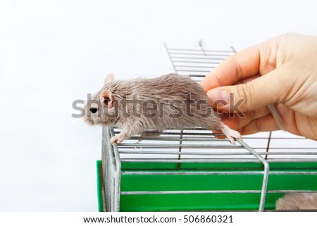 person takes in a hand with gerbil mouse cells
