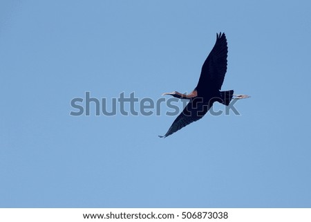 Glossy Ibis (Plegadis falcinellus) in flight, Andalucia, Spain.