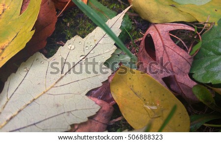 Fallen autmn leaves