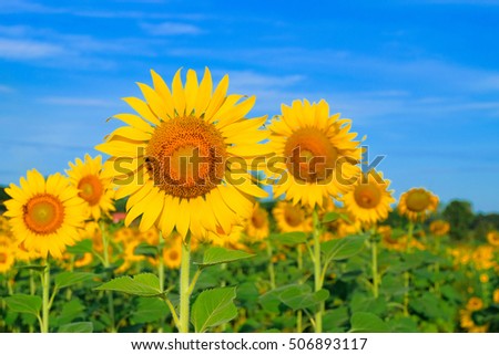 a front selective focus picture of blooming sunflower at organic sunflower field