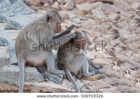 Monkey mom finding the louses from monkey kid's head