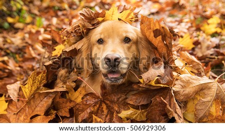 Golden Retriever Dog in a pile of Fall leaves