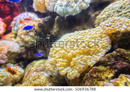 Coral ecosystems aquarium beautiful colorful