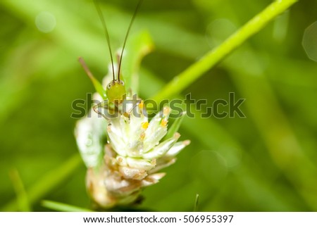 Grasshopper on grass flower