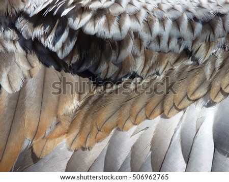 A close up picture of the wing feathers of a Black-breasted Buzzard.