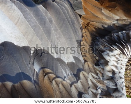 A close up picture of the wing feathers of a Black-breasted Buzzard.