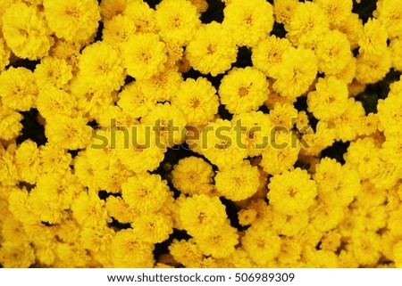 yellow chrysanthemum chrysanthemum bloom close-up