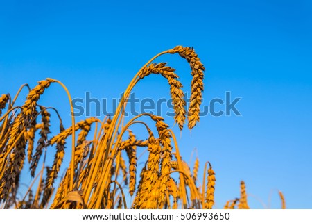 closeup summer wheat on a blue sky background