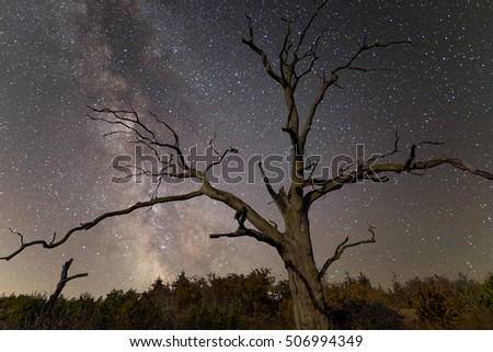 dry tree on a night sky background