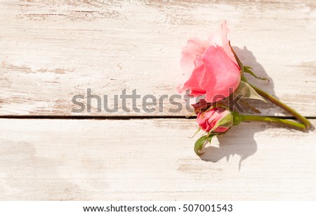 Pink rose on a white wooden background/toned photo
