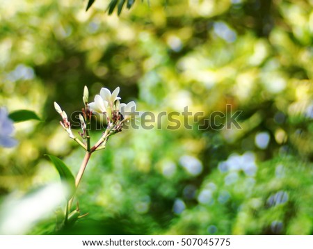 bokeh picture background shallow DoF of yellow white flowers of Frangipani, Plumeria, Templetree exotic aroma smell BALI style spa flowers on a sunny day with natural outdoor background in THAILAND
