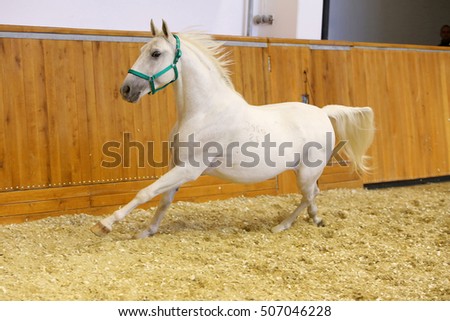 Beautiful purebred young lipizzan horse galloping across empty riding hall. Check out my other horse photos please