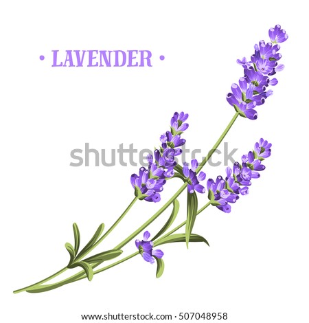Bunch of lavender flowers on a white background. Royalty-Free Stock Photo #507048958
