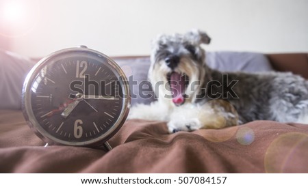 The concept of Just wake up and It's time for say good morning on the bed, feeling so sleepy and shown the action of yawn by schnauzer dogs Royalty-Free Stock Photo #507084157