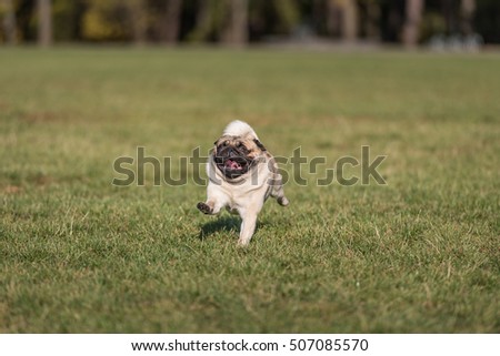 Pug Dog Is Running. Happy Face. Open Mouth. Tongue Out.