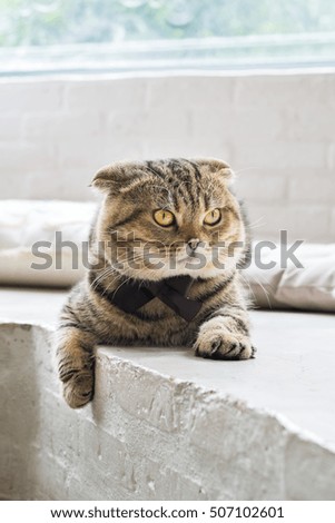 Purebred Scottish Fold Cat, brown gold and gray color
