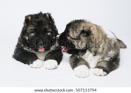 Cute caucasian Shepherd puppies on white background