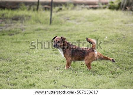Border terrier cross dog kicking with back leg Royalty-Free Stock Photo #507153619