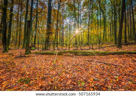 Beautiful european forest at fall. Autumnal colors in forest. 