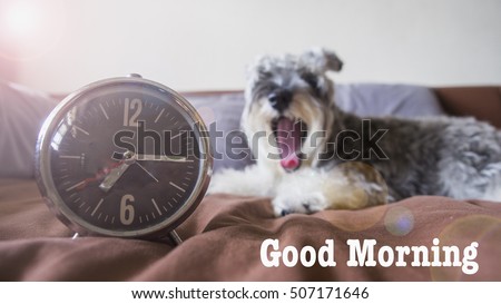 Time for Saying Good Morning on the bed, the word of greeting, the action yawn of the schnauzer dog, the dog's color of salt and pepper Royalty-Free Stock Photo #507171646