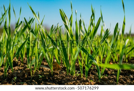 Young sprouts of wheat, closeup view. Royalty-Free Stock Photo #507176299