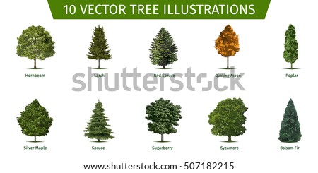 Different tree sorts with names. Illustrations of tree types and specimens. Ash, fir, oak, walnut, chestnut, cherry, apple tree, maple, pine, larch, birch, spruce, aspen, cedar & other. Royalty-Free Stock Photo #507182215
