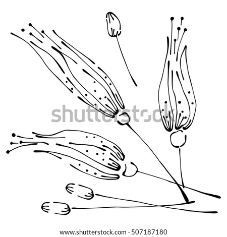 Raster floral illustration. Flowers with leaves isolated on the white background. Hand drawn contour lines and strokes. Graphic  illustration