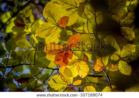 Yellow autumn leaves illuminated by sun - sycamore maple