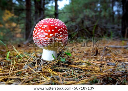 nice fly agaric mushrooms in forest