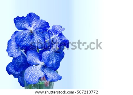Vanda Blue Magic, Orchidee, Detail, Vanela-Hybriede, Blue Orchid