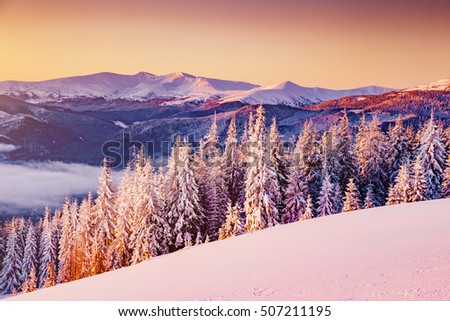 Majestic landscape glowing by sunlight in the morning. Dramatic and picturesque wintry scene. Location Carpathian, Ukraine, Europe. Ski resort. Beauty world. Instagram toning effect. Happy New Year!