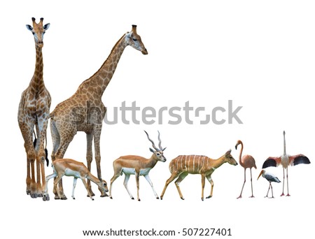 Set with Africa animals