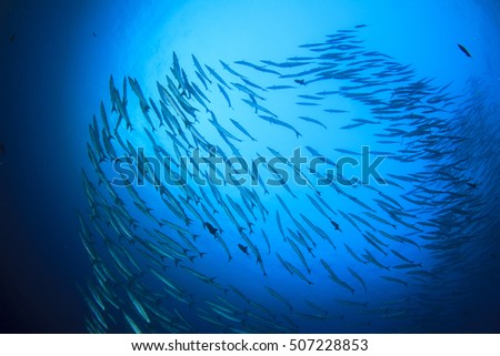 Barracuda fish school silhouette in ocean