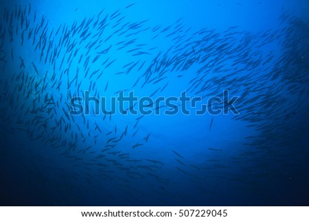 Barracuda fish school silhouette in ocean