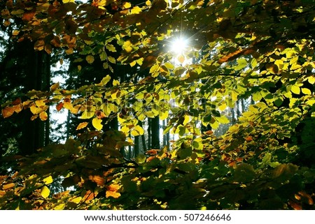 autumn leaves with the sun