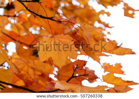 Colorful autumn maple leaves at sunset