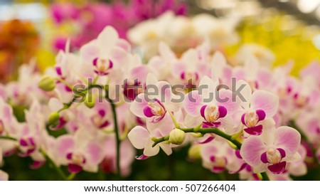 Beauty of Orchid flower, Beautiful flower background, Symbol of Elegance.