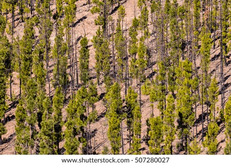 Photo Picture of a Pine Tree Green Forest