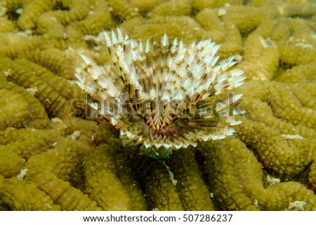 Parasite tube worm on the brain coral