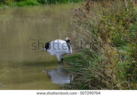 one red-crowned crane standing in the water and looking for food