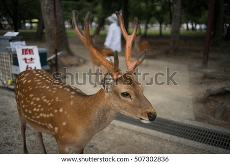 Nara Deer with blurred background