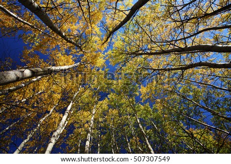 Colorful autumn trees in forest 
