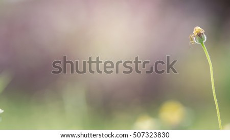 Coldenia procumbens L. flower. Focus on flower. Blur nature background. Little warm tone. Tridax procumbens. Coatbuttons flower.