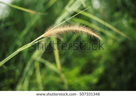 Plant leafs focus soft background and green background and nature pattern plant and shadows can use your text on the pictures