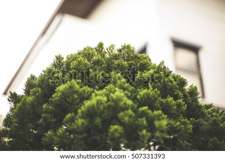 Plant leafs focus soft background and green background and nature pattern plant and shadows can use your text on the pictures