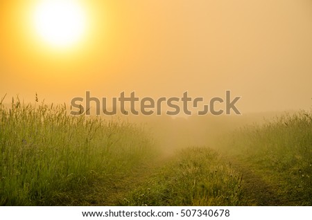 thick morning fog in the summer forest at pond landscape dense early hiding path