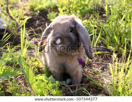 Dwarf lop-eared rabbit breeds Ram